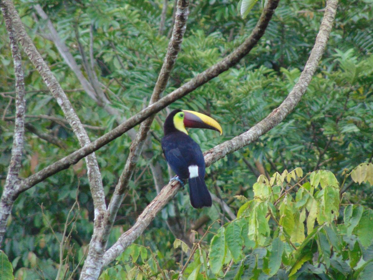 Hacienda Mil Bellezas - Private 40Ha Jungle Reserve Quepos Bagian luar foto